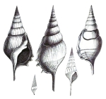 Caenogastropoda