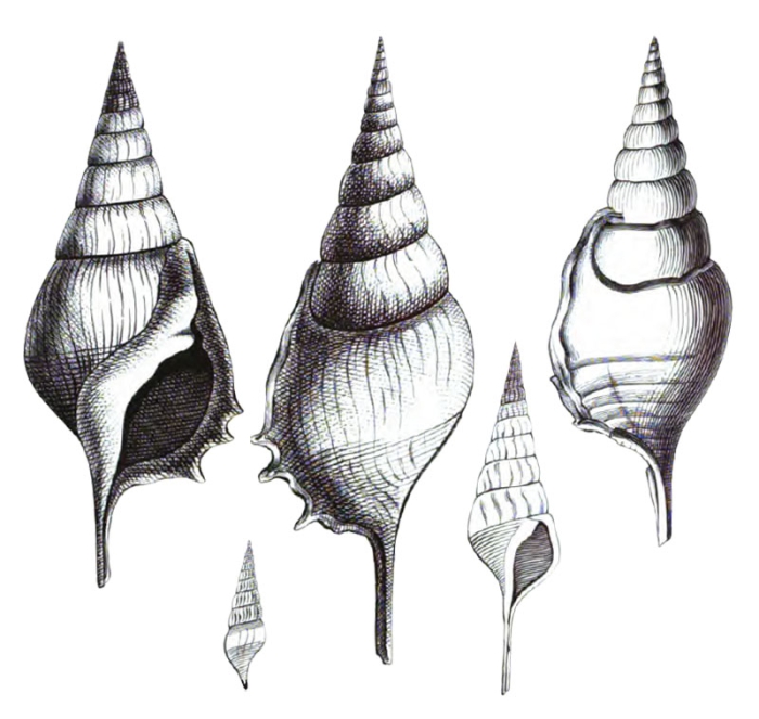 Rostellaria dentata Grateloup, 1845 Rostellaria dentata Grateloup, 1845