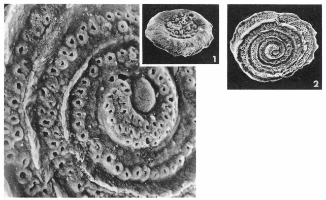 Planispirillina cristata (Le Calvez, 1949) Planispirillina cristata (Le Calvez, 1949)