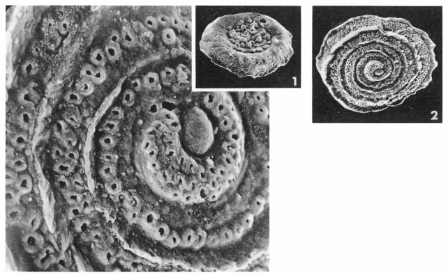 Planispirillina cristata (Le Calvez, 1949)