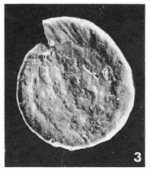 Spirillina simplex Le Calvez, 1949