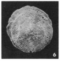 Chromista - Foraminifera (foraminifers)