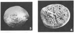 Rotalia trochidiformis (Lamarck, 1804)