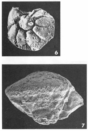 Pararotalia inermis (Terquem, 1882)