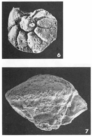 Pararotalia inermis Pararotalia inermis