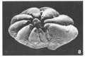 Chromista - Foraminifera (foraminifers)