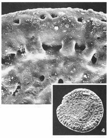 Cycloloculina eocaenica (Terquem, 1882)