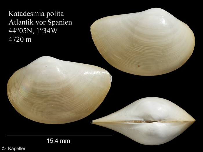 Katadesmia polita