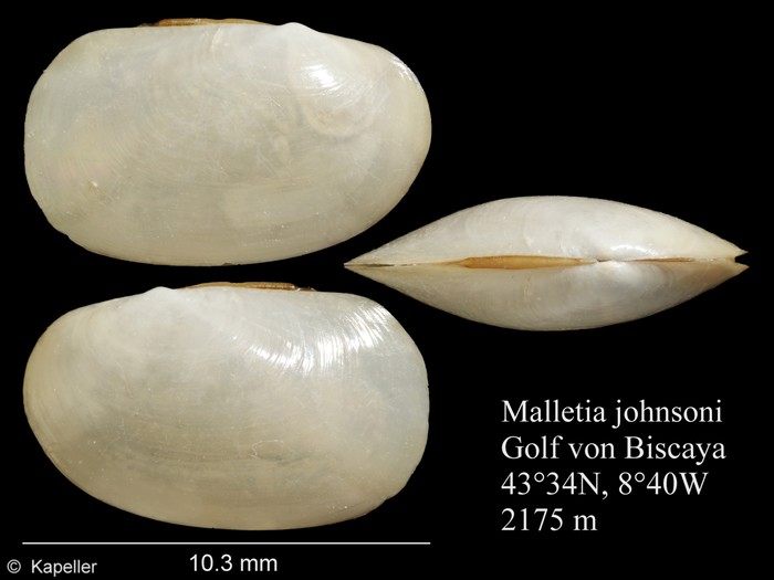 Malletia johnsoni