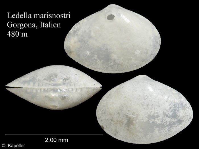 Ledella marisnostri Ledella marisnostri