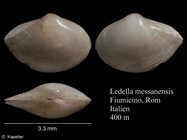 Ledella messanensis