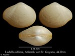 MolluscaBase Ledella A. E. Verrill K. J. Bush 1897