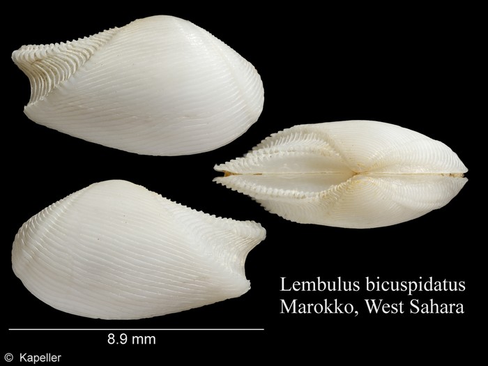 Lembulus bicuspidatus