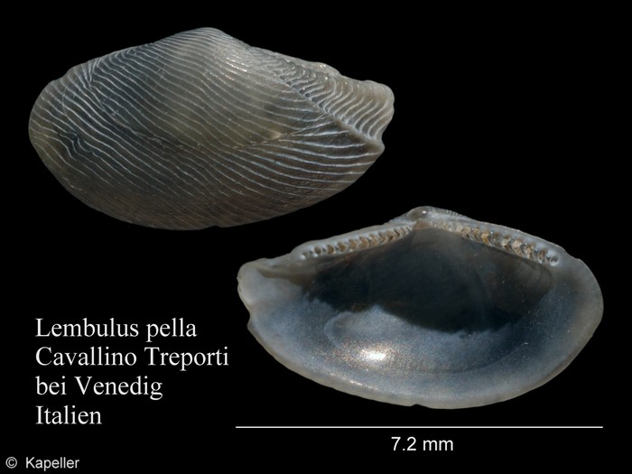 Lembulus pella