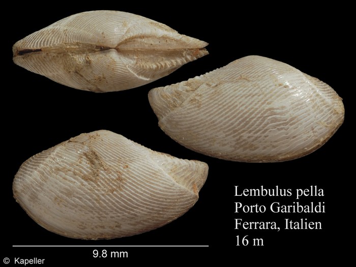 Lembulus pella