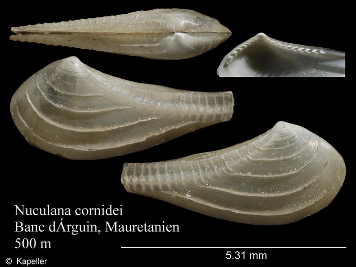 Nuculana cornidei Nuculana cornidei