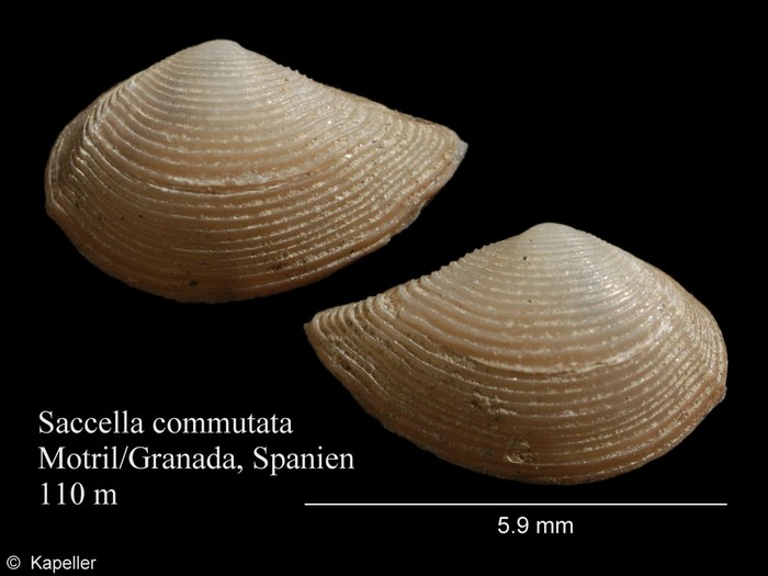 Saccella commutata