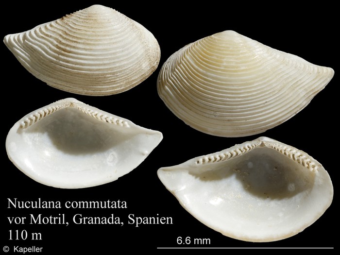 Saccella commutata