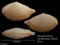 Mollusca (molluscs)