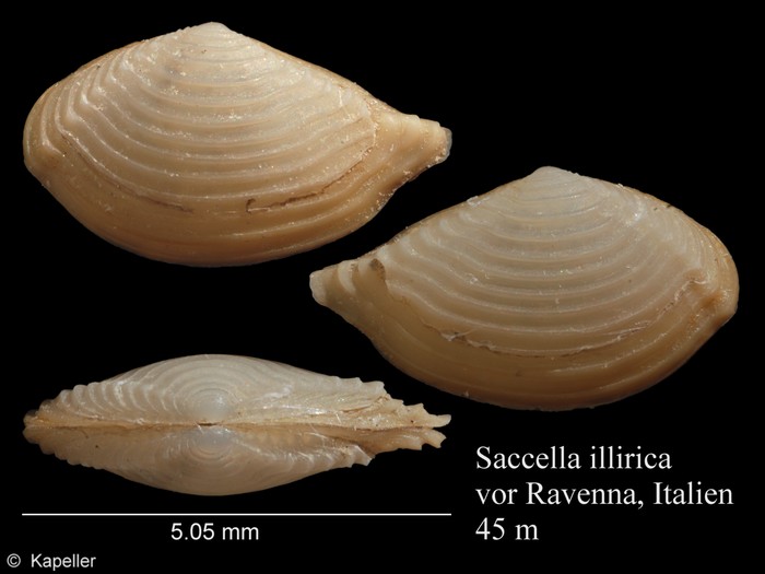 Saccella illirica