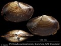 Mollusca (molluscs)