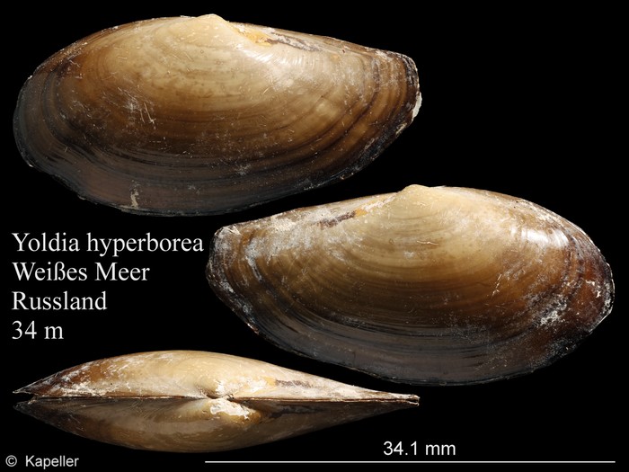 Yoldia hyperborea