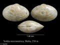 Mollusca (molluscs)