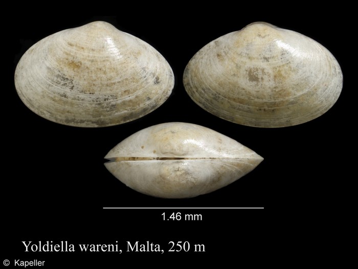 Yoldiella wareni Yoldiella wareni