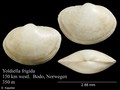 Mollusca (molluscs)