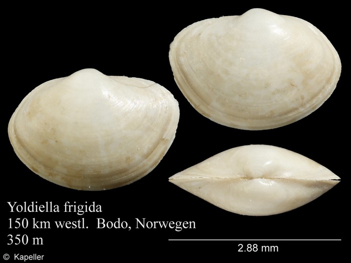 Yoldiella frigida Yoldiella frigida