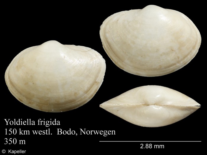 Yoldiella frigida