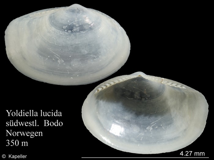 Yoldiella lucida