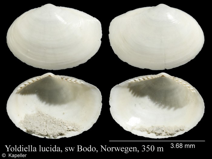 Yoldiella lucida