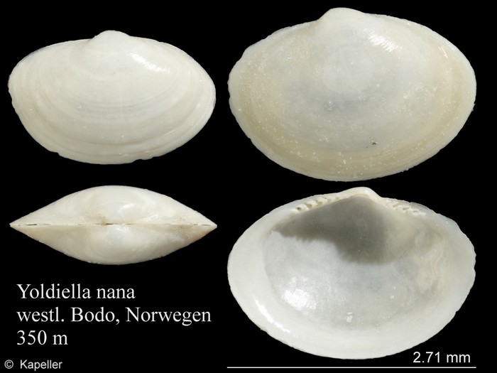 Yoldiella nana Yoldiella nana