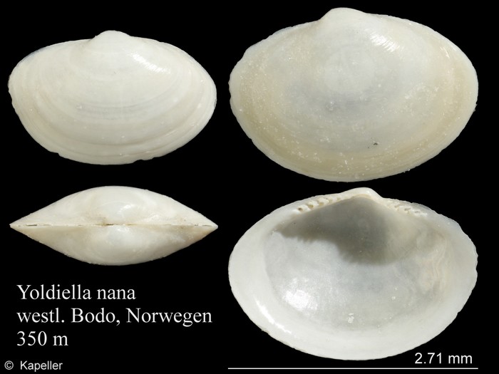 Yoldiella nana