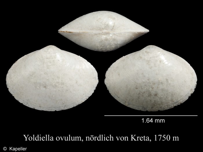 Yoldiella ovulum Yoldiella ovulum