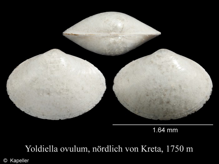 Yoldiella ovulum