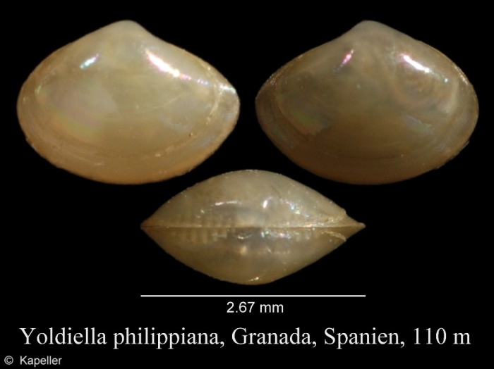 Yoldiella philippiana Yoldiella philippiana