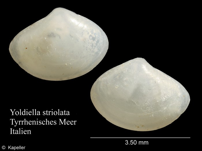 Yoldiella striolata