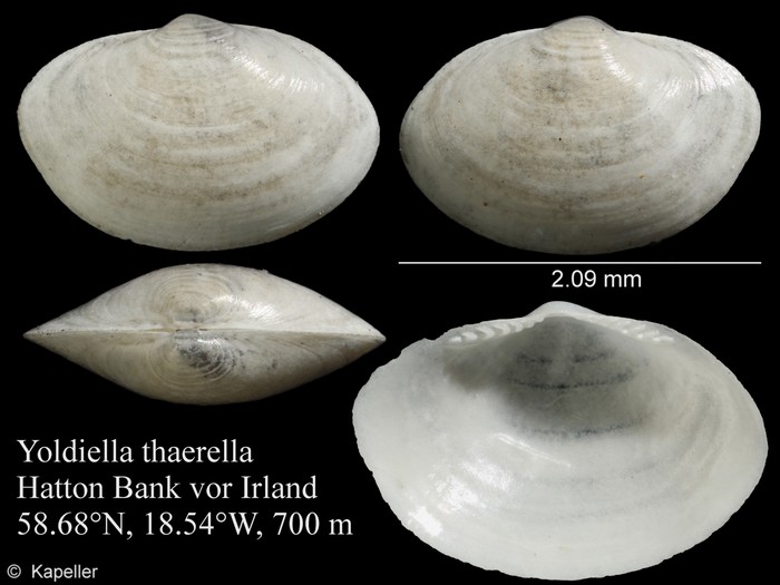 Yoldiella thaerella Yoldiella thaerella
