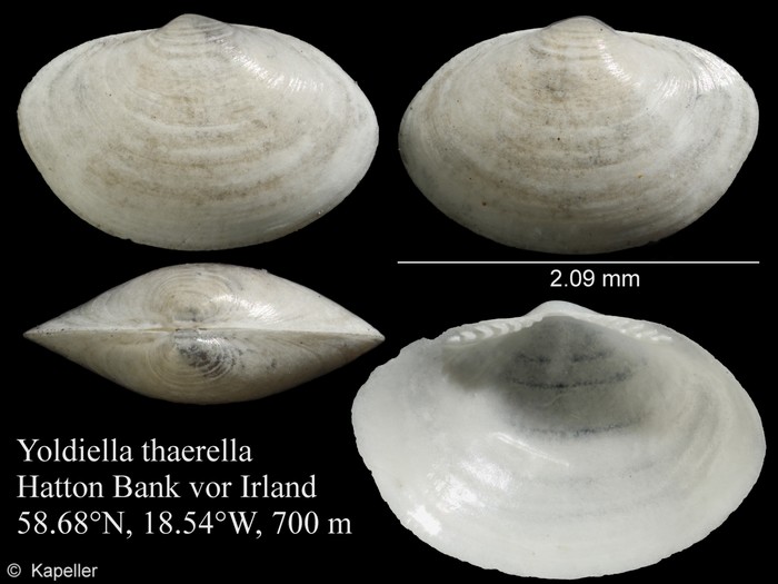 Yoldiella thaerella