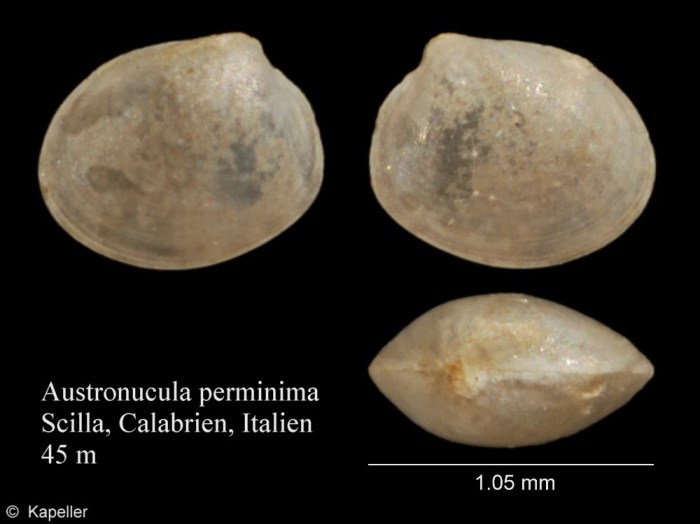 Austronucula perminima