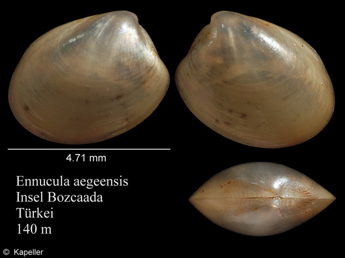 Ennucula aegeensis