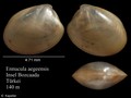 Mollusca (molluscs)