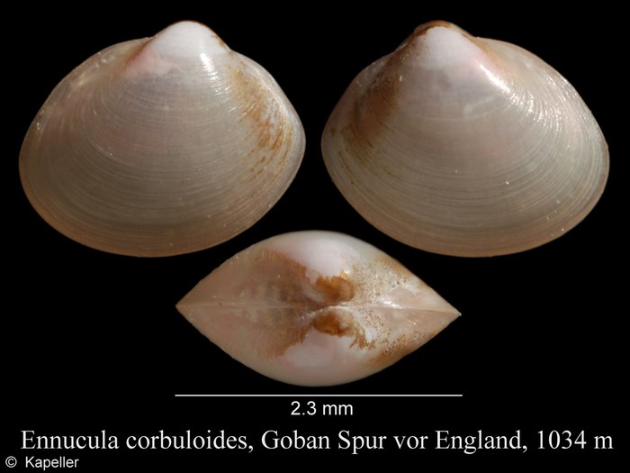 Ennucula corbuloides Ennucula corbuloides