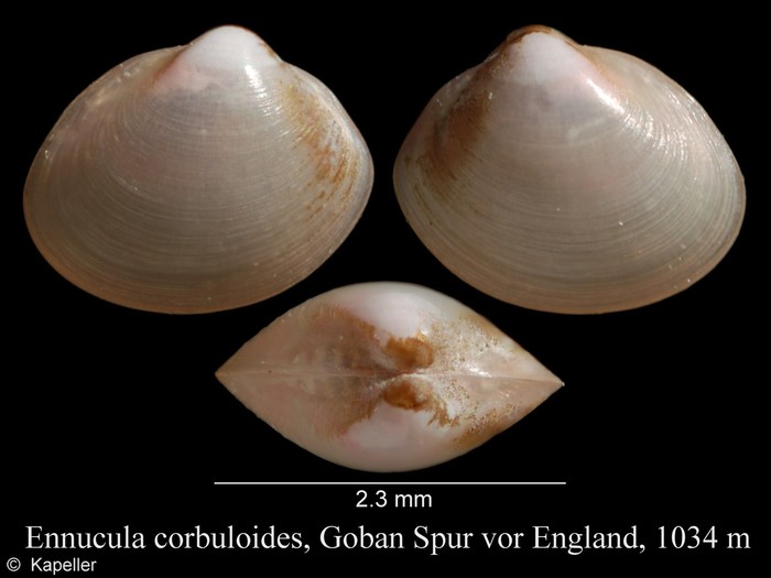 Ennucula corbuloides