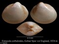 Mollusca (molluscs)