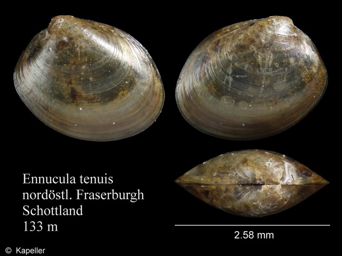 Ennucula tenuis