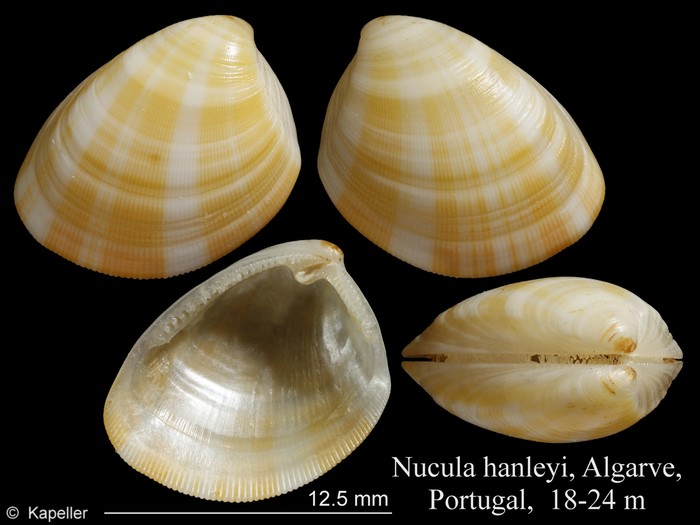 Nucula hanleyi Nucula hanleyi