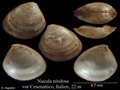 Mollusca (molluscs)